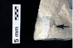 Foto (Detailansicht) von Decapoda indet. (NHMW-GEO-1990-0041-0261)